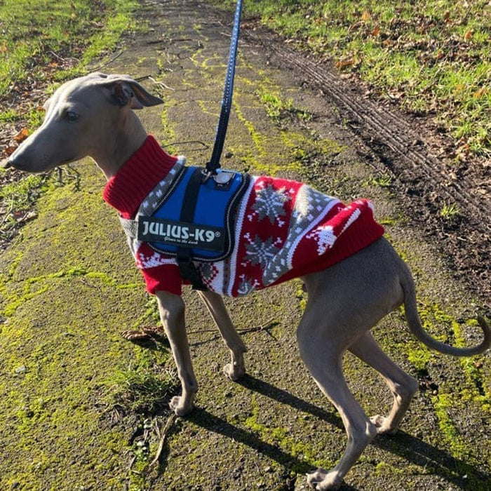 Pull pour grand chien sale